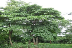 Hymenodictyon orixense